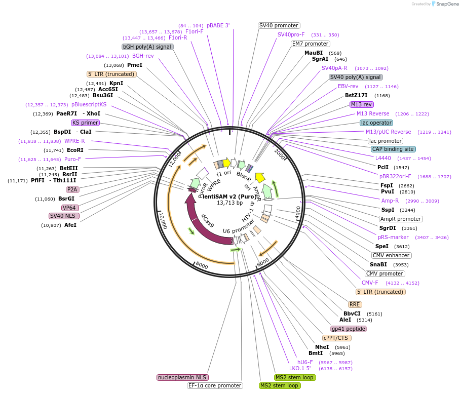 92062-plasmid-map-sequence-id-180159