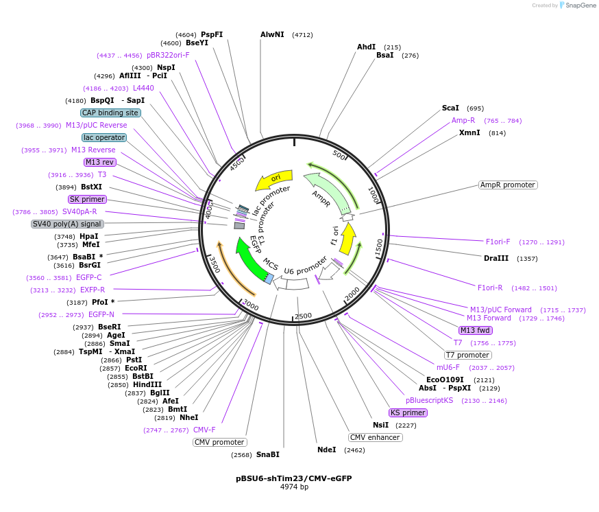 89795-plasmid-map-sequence-id-180162