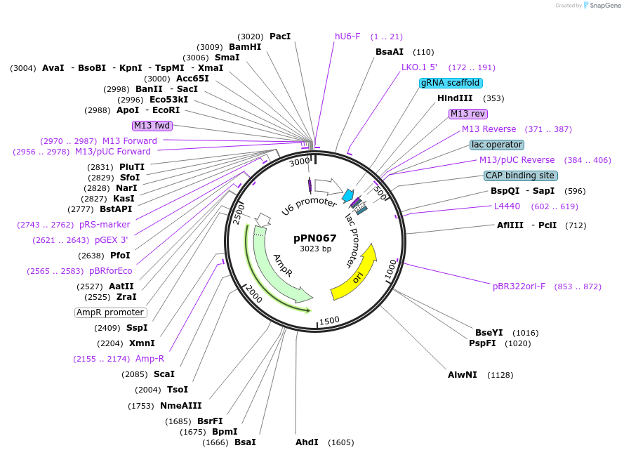91602-plasmid-map-sequence-id-180179