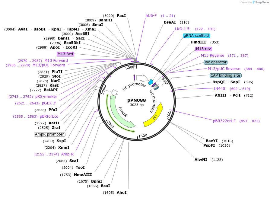 91613-plasmid-map-sequence-id-180191