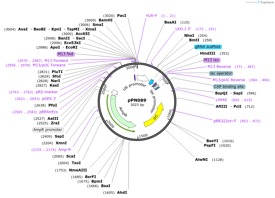 91614-plasmid-map-sequence-id-180192
