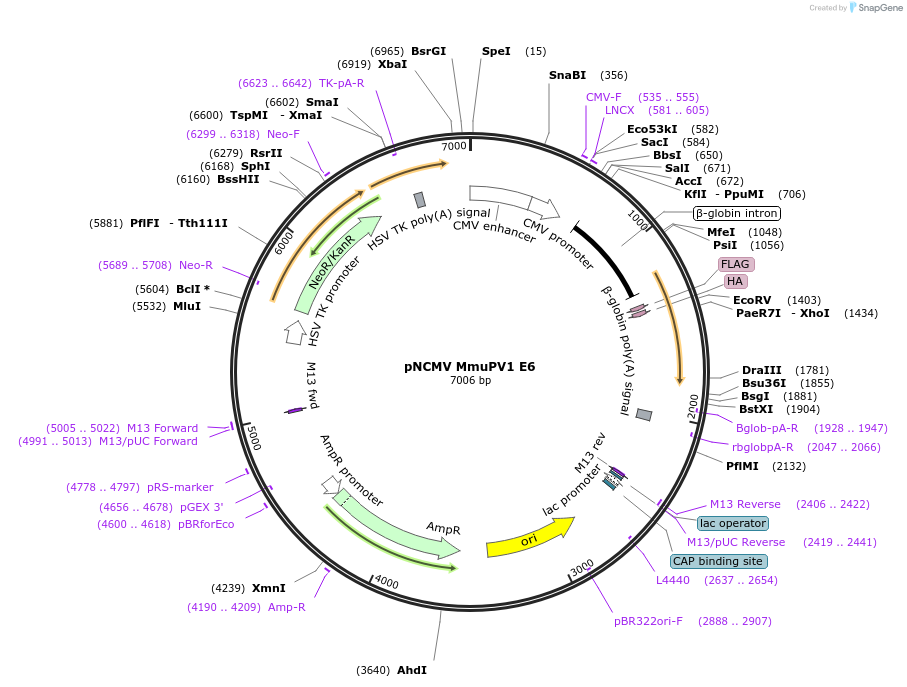 87653-plasmid-map-sequence-id-180205