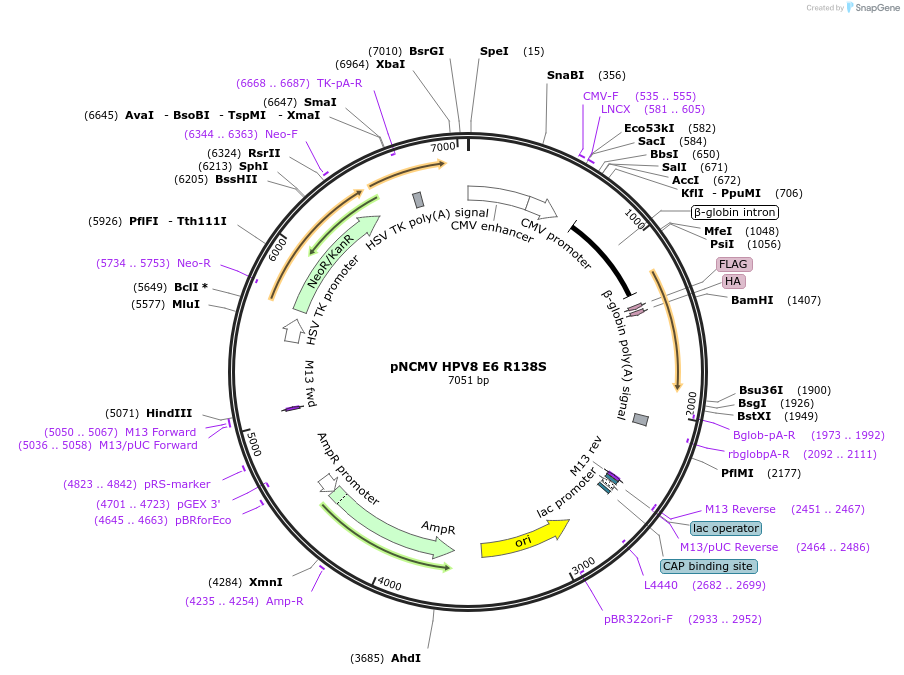 87659-plasmid-map-sequence-id-180206