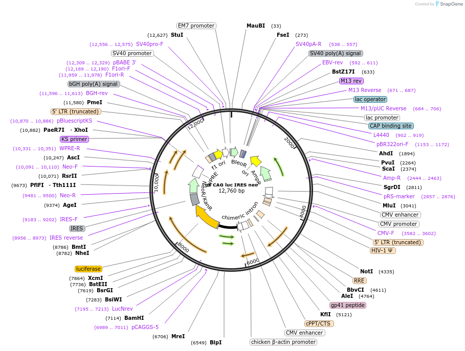 98294-plasmid-map-sequence-id-180213