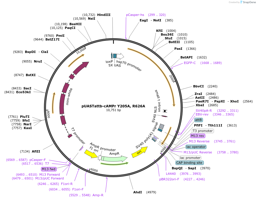 84932-plasmid-map-sequence-id-180302