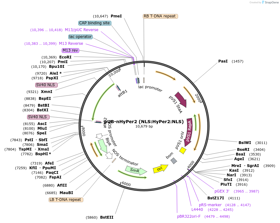 84730-plasmid-map-sequence-id-180307