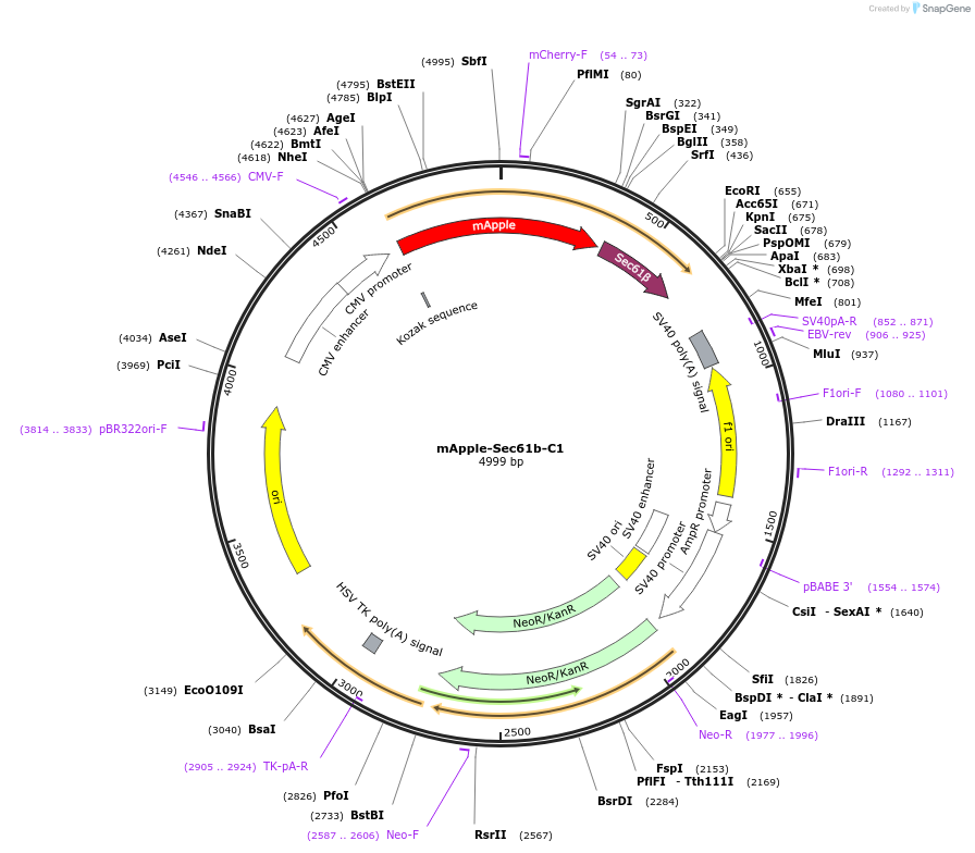 90993-plasmid-map-sequence-id-180319