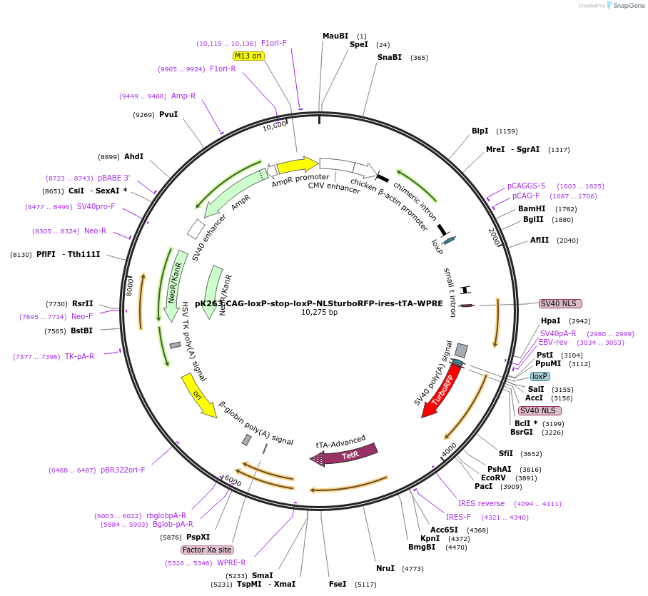 89587-plasmid-map-sequence-id-180320
