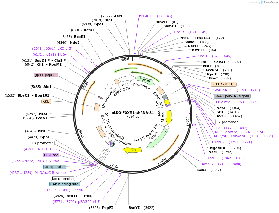 89495-plasmid-map-sequence-id-180322