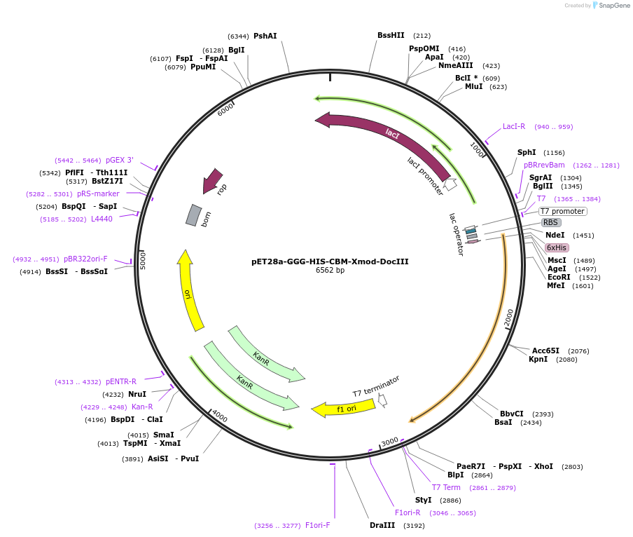91698-plasmid-map-sequence-id-180326