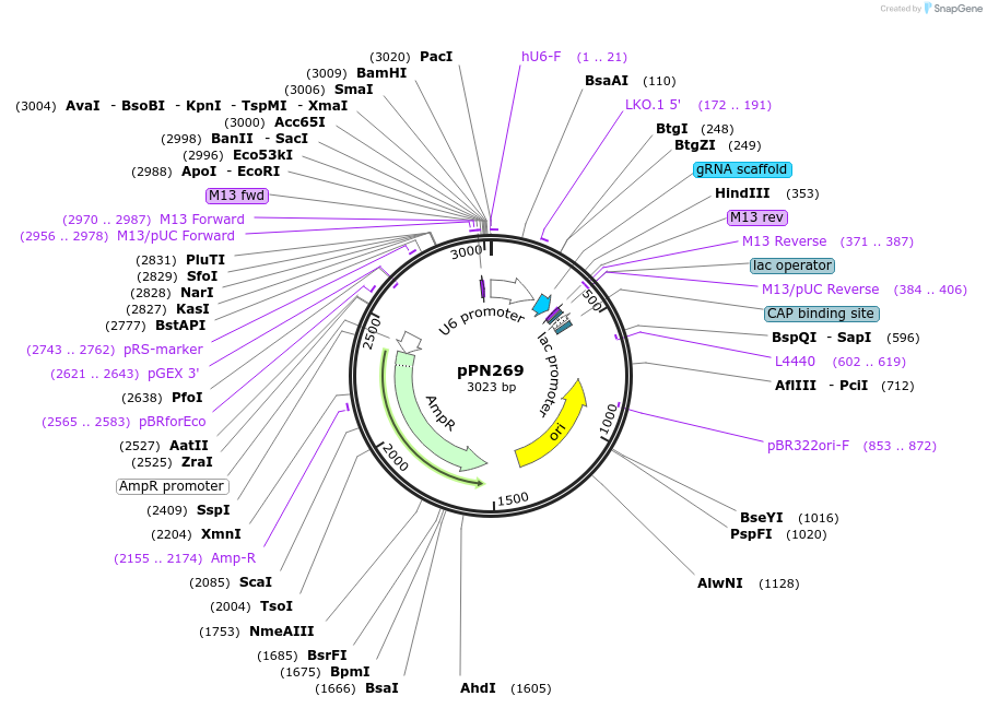 91632-plasmid-map-sequence-id-180344