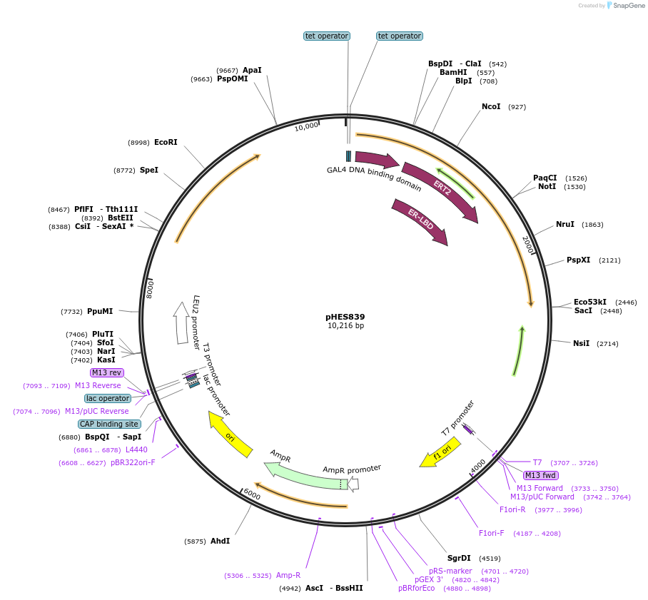 87941-plasmid-map-sequence-id-180360