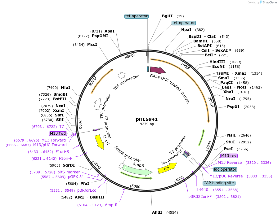 87942-plasmid-map-sequence-id-180361