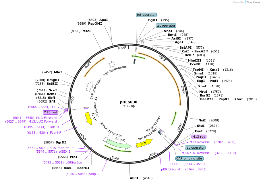 87944-plasmid-map-sequence-id-180365