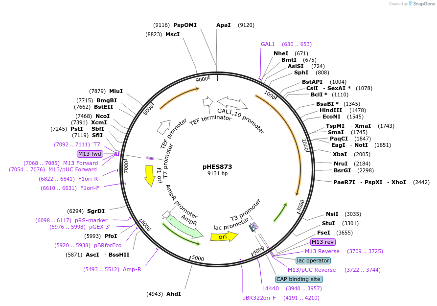 87945-plasmid-map-sequence-id-180366