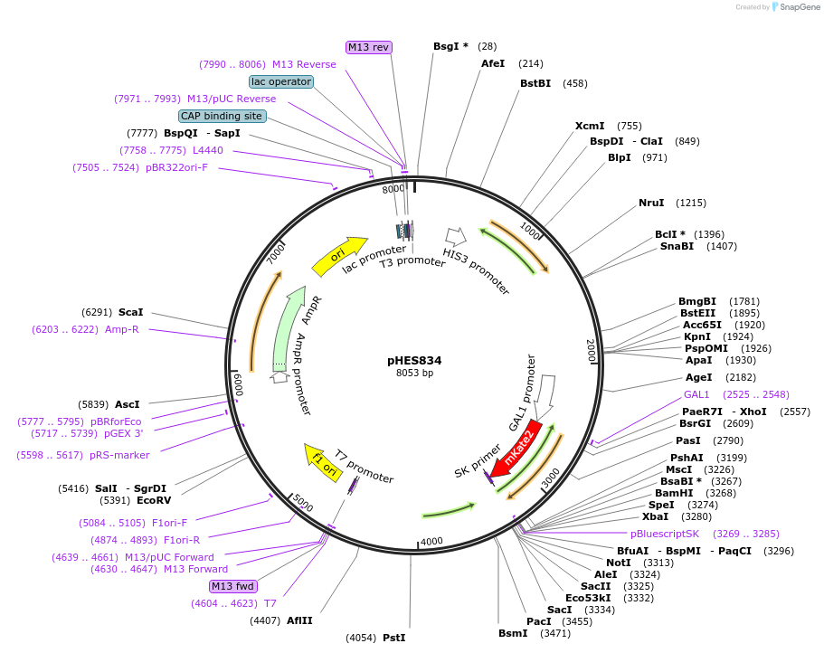 87947-plasmid-map-sequence-id-180369