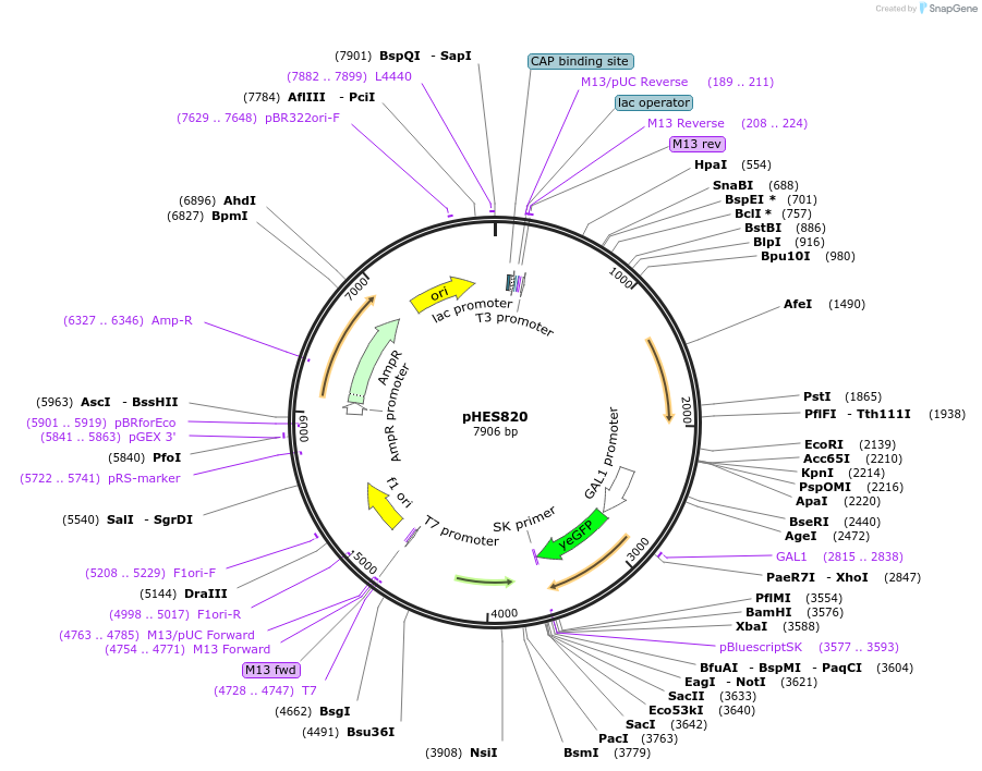 89190-plasmid-map-sequence-id-180370