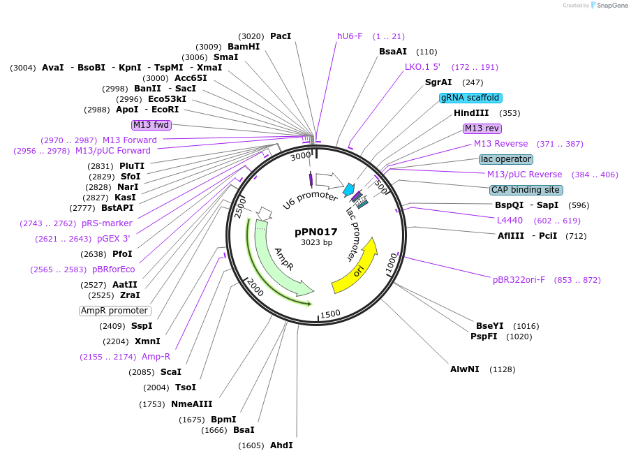 91663-plasmid-map-sequence-id-180378