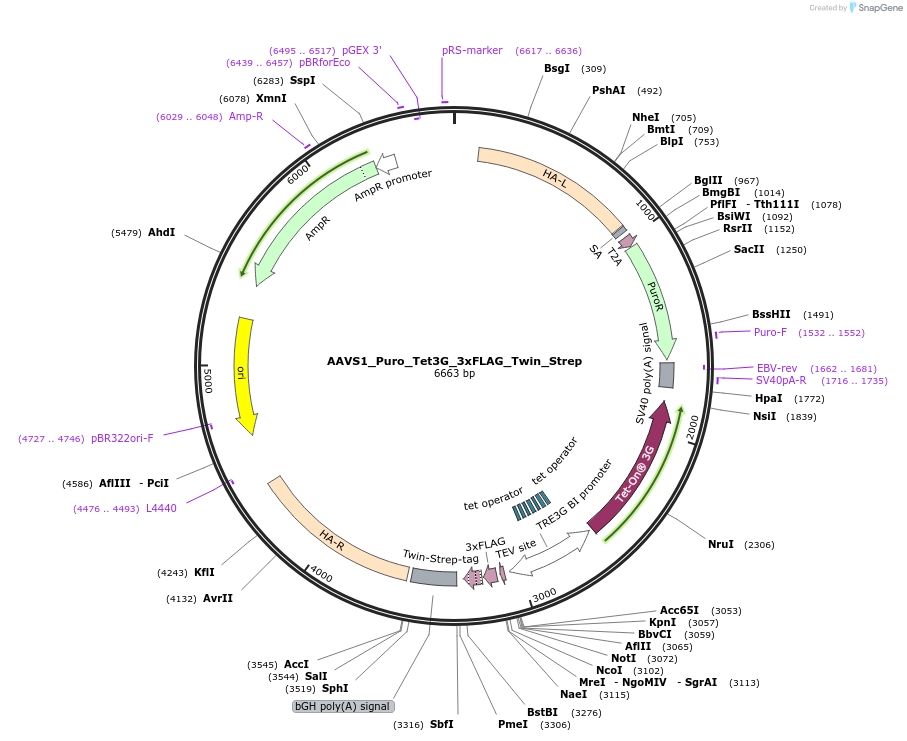 92099-plasmid-map-sequence-id-180428