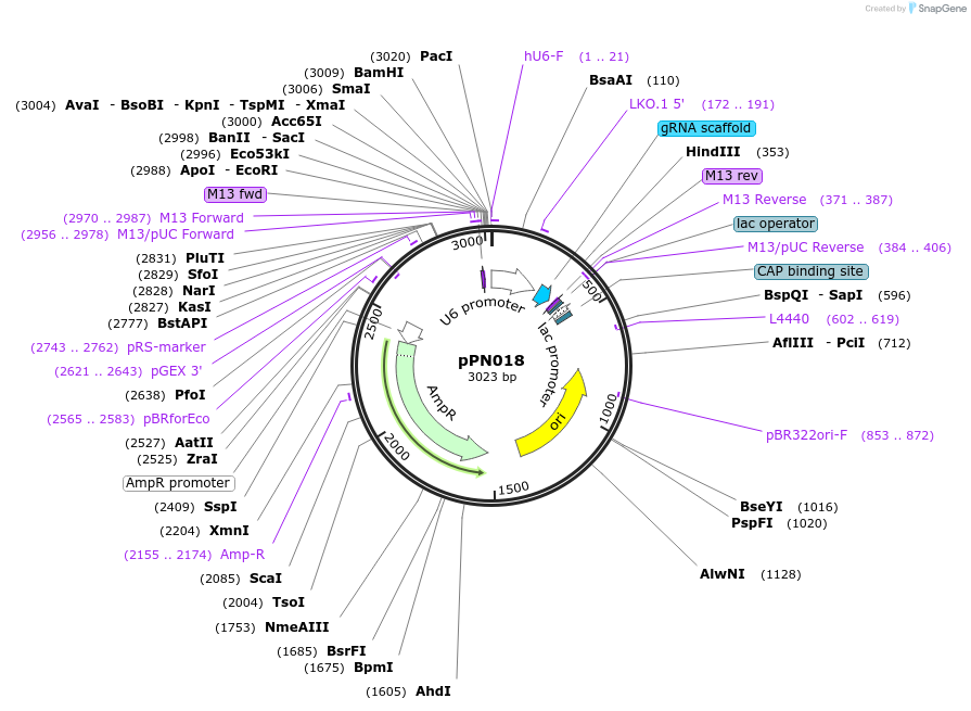 91664-plasmid-map-sequence-id-180469