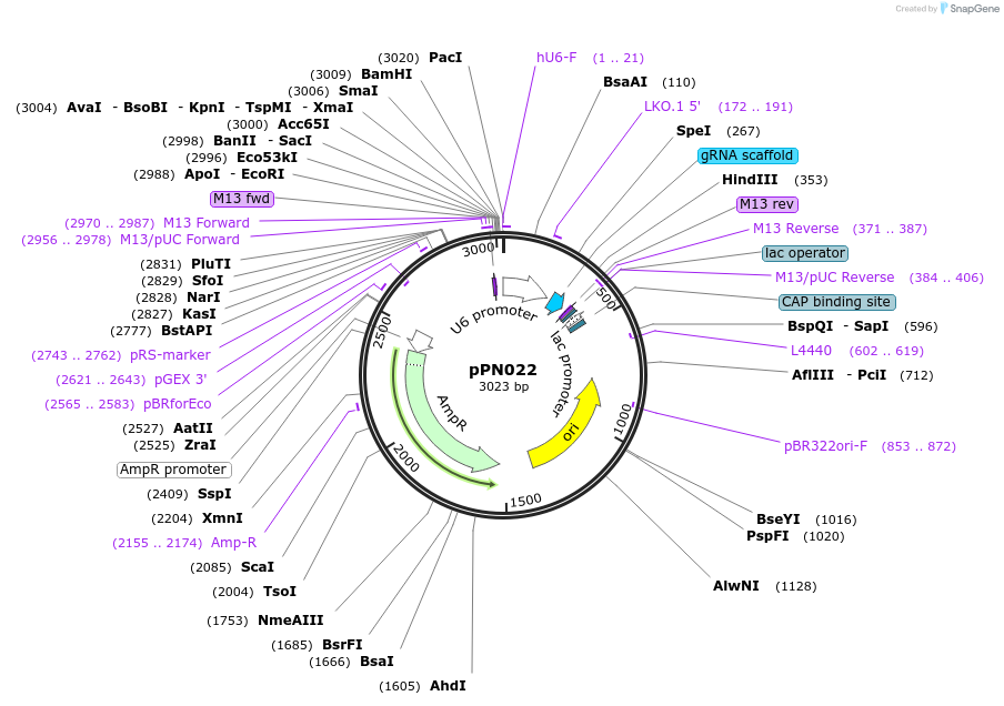 91668-plasmid-map-sequence-id-180473