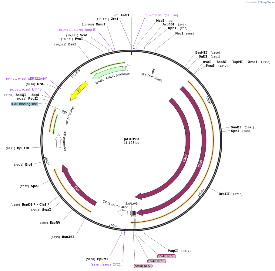 90979-plasmid-map-sequence-id-180505