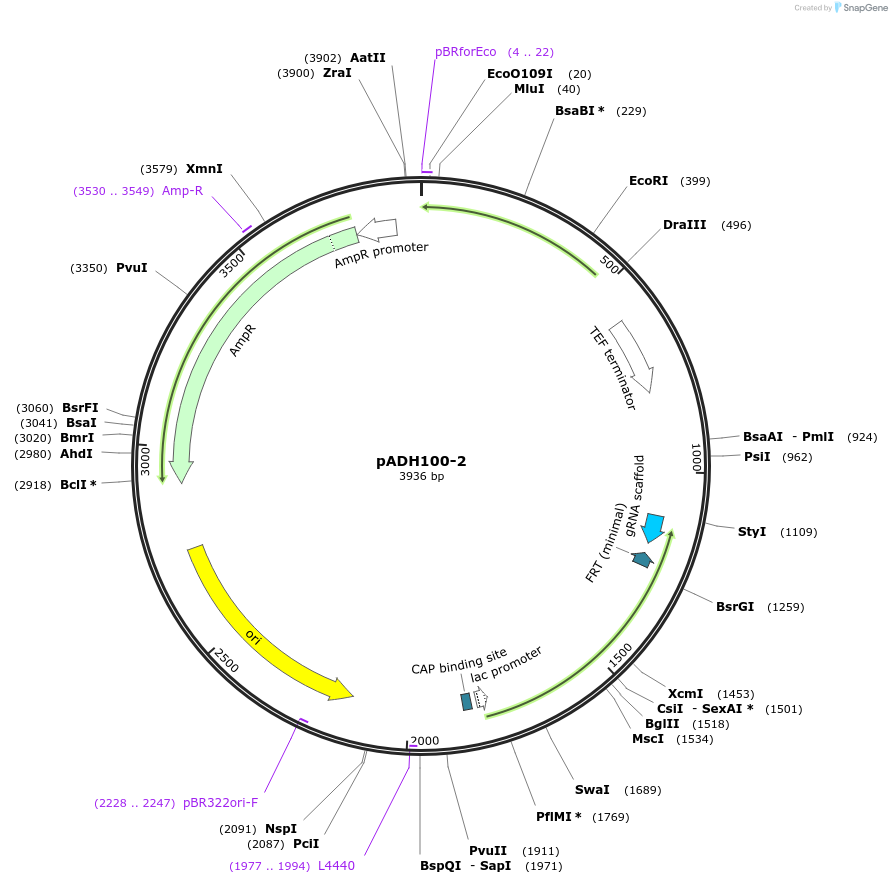 90981-plasmid-map-sequence-id-180508