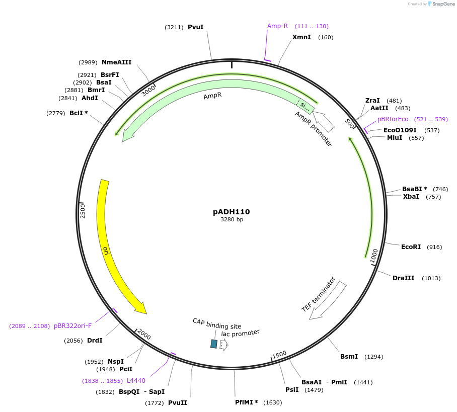 90982-plasmid-map-sequence-id-180510