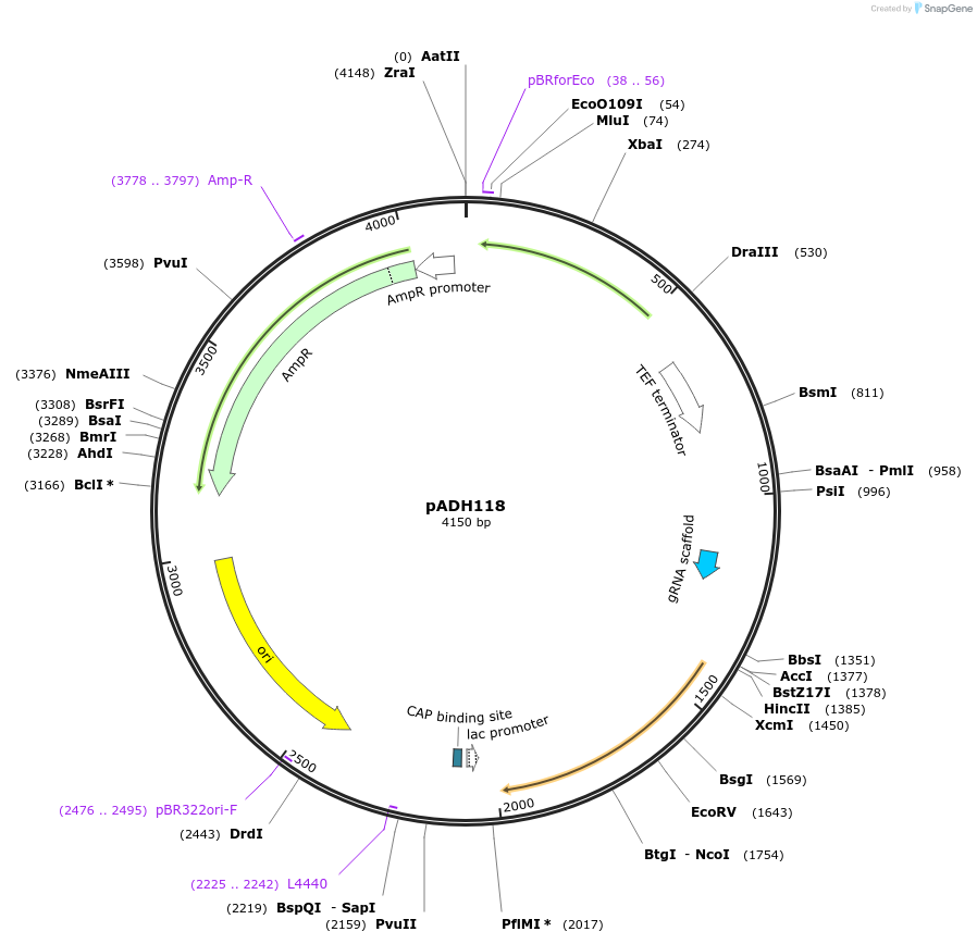 90983-plasmid-map-sequence-id-180511