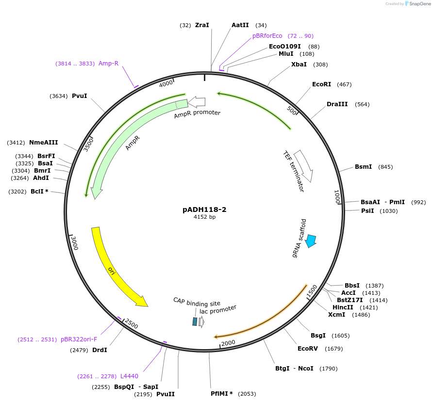 90984-plasmid-map-sequence-id-180512
