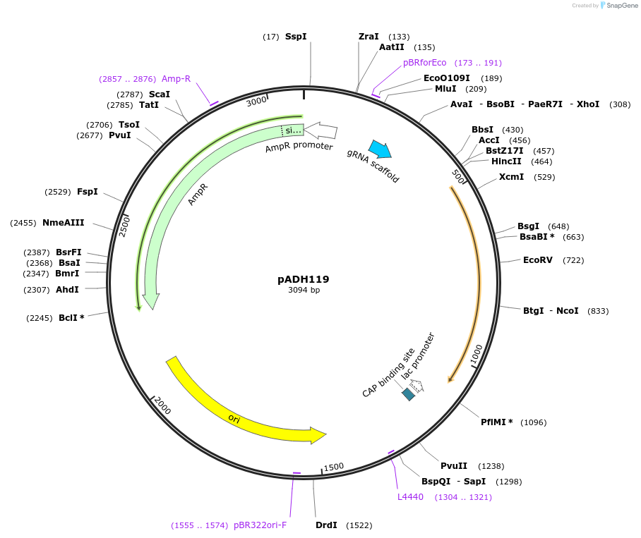 90985-plasmid-map-sequence-id-180513