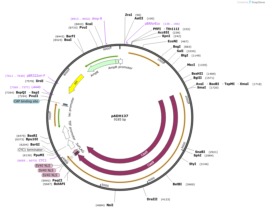 90986-plasmid-map-sequence-id-180519