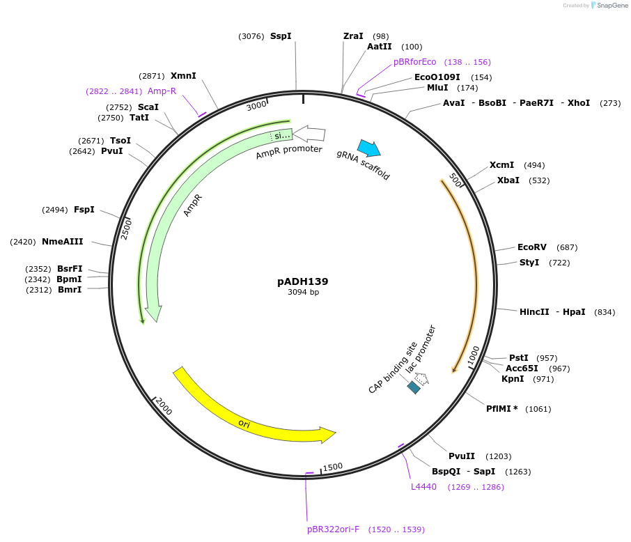 90987-plasmid-map-sequence-id-180520
