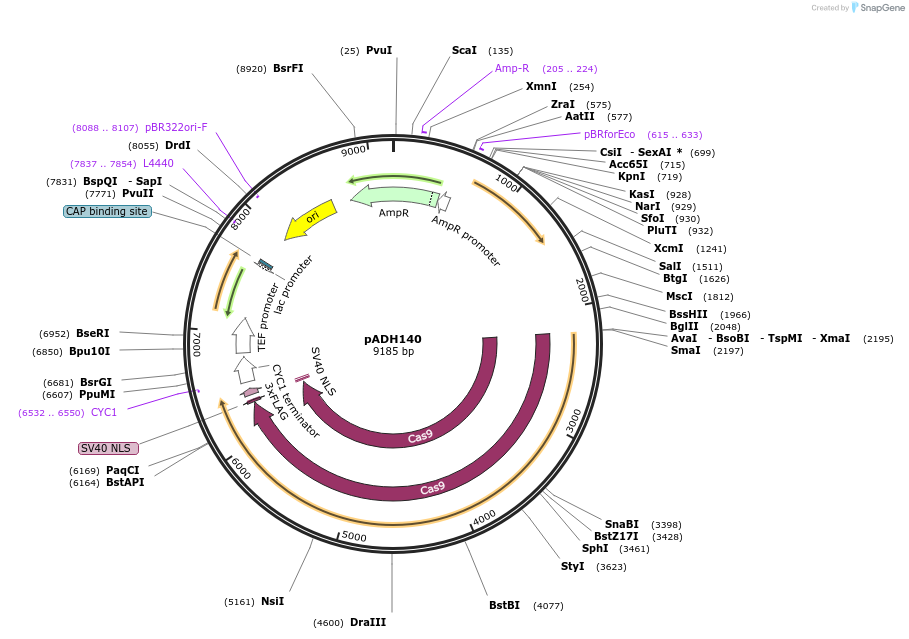 90988-plasmid-map-sequence-id-180521