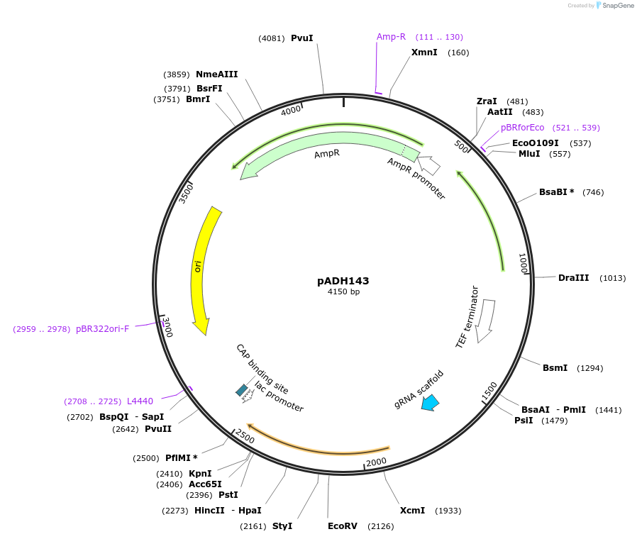 90989-plasmid-map-sequence-id-180522