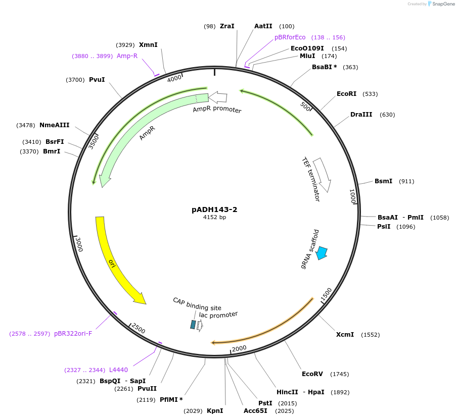 90990-plasmid-map-sequence-id-180523