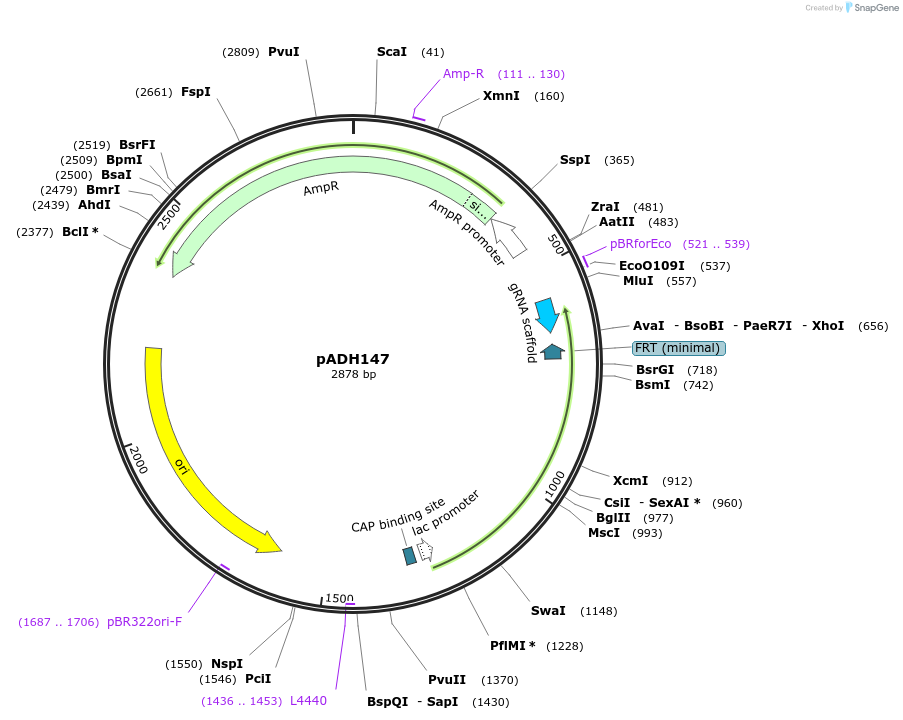 90991-plasmid-map-sequence-id-180524