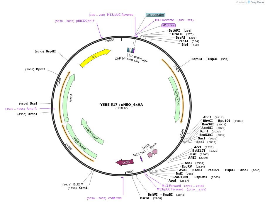 92083-plasmid-map-sequence-id-180527