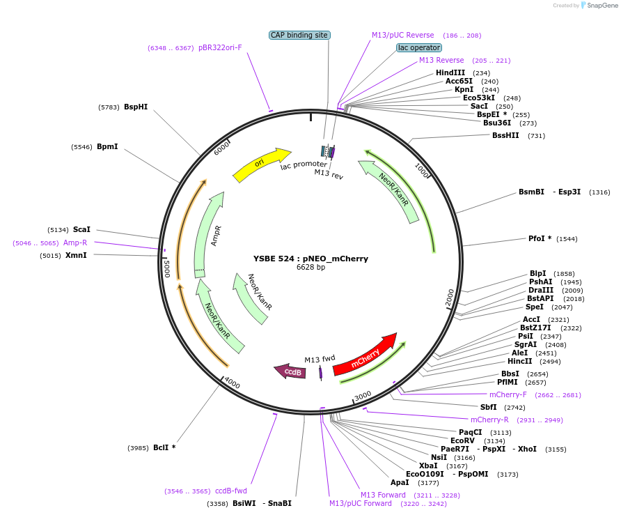 92084-plasmid-map-sequence-id-180528