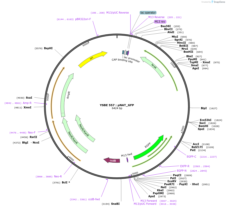 92085-plasmid-map-sequence-id-180529