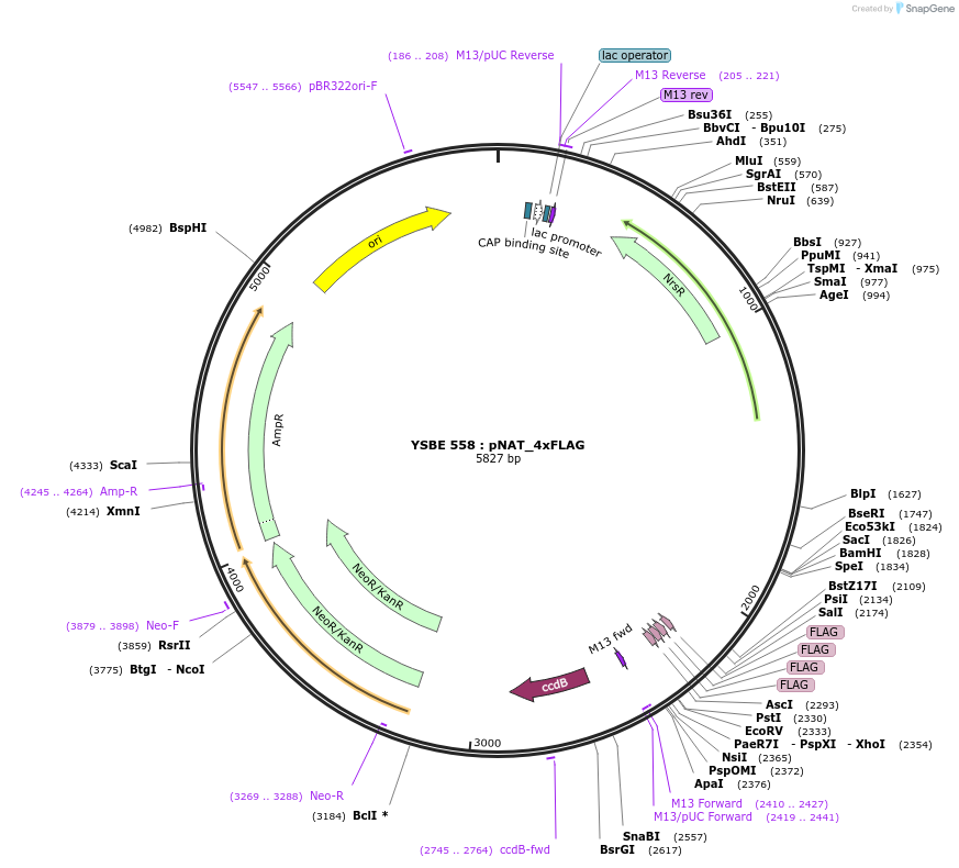 92086-plasmid-map-sequence-id-180530