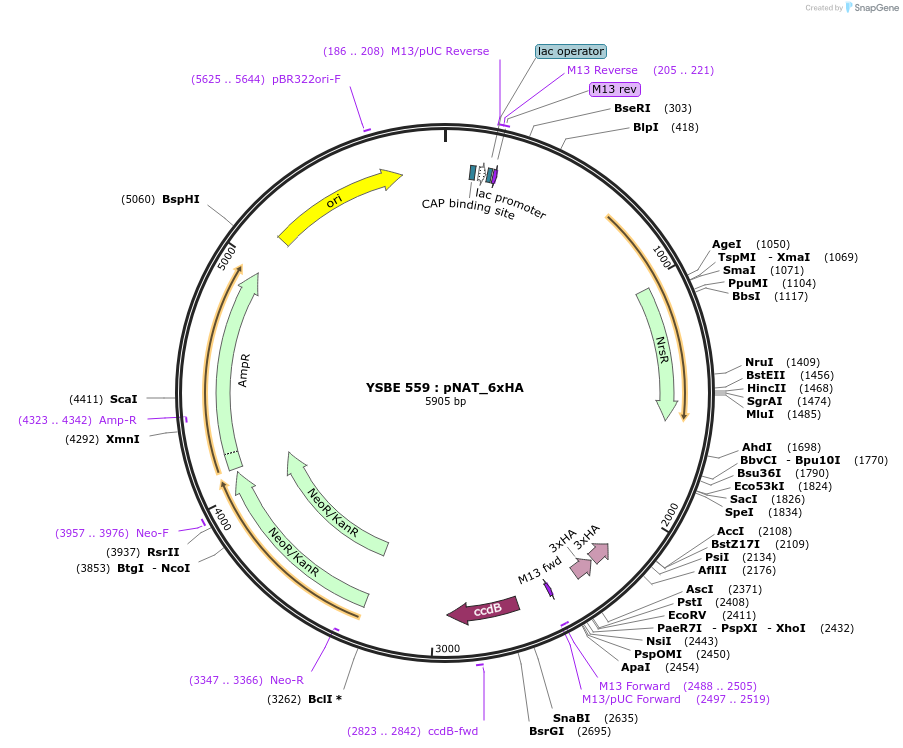 92087-plasmid-map-sequence-id-180531