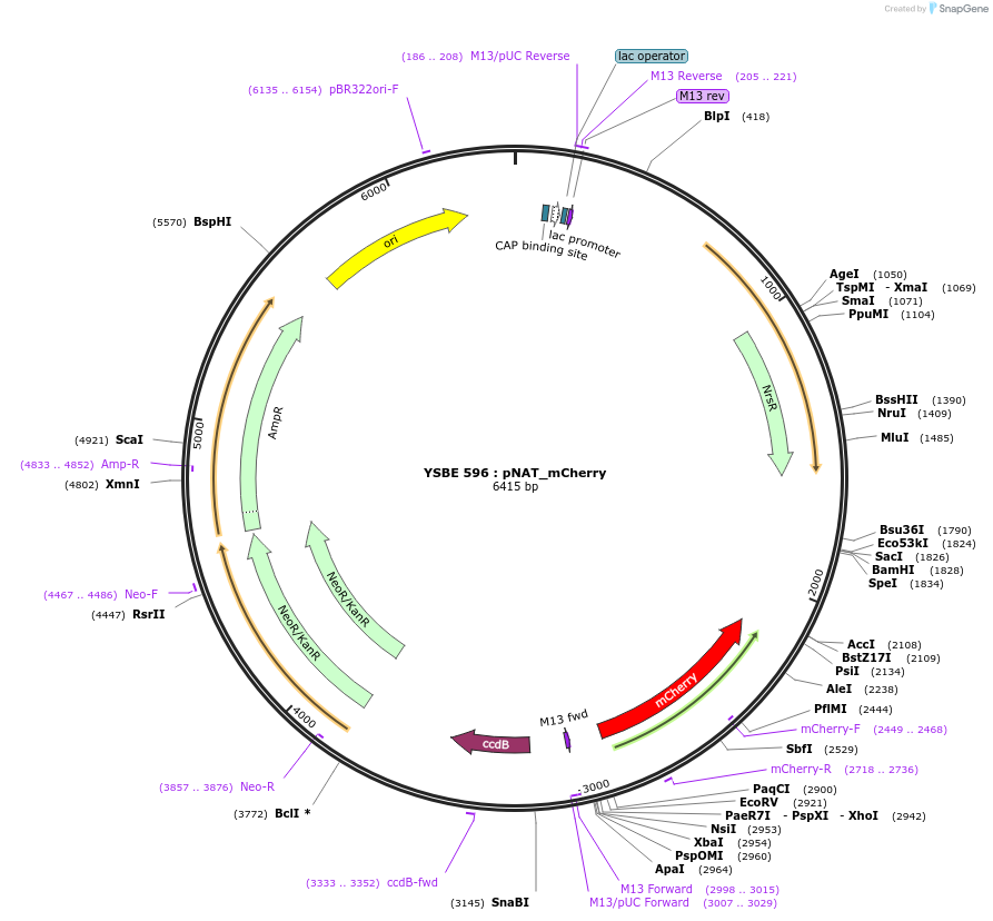 92088-plasmid-map-sequence-id-180532