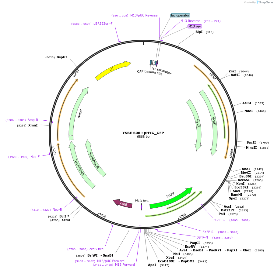 92089-plasmid-map-sequence-id-180533