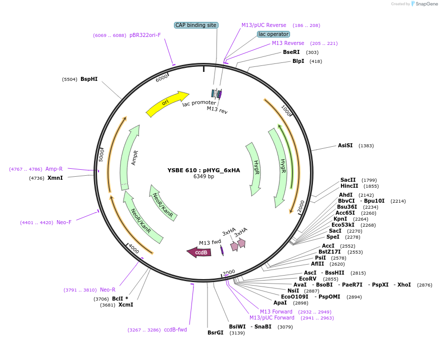 92091-plasmid-map-sequence-id-180534