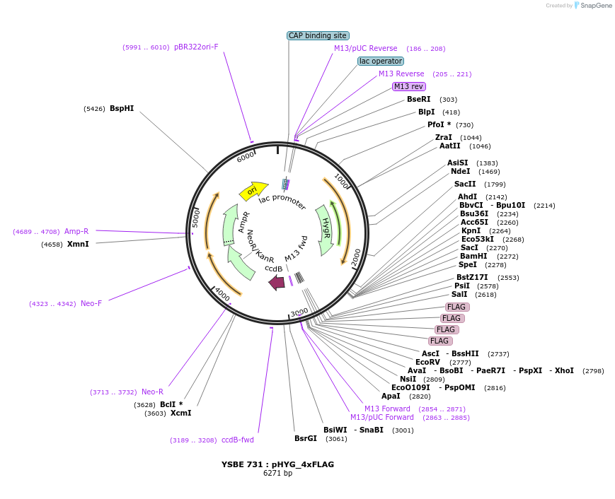 92090-plasmid-map-sequence-id-180535
