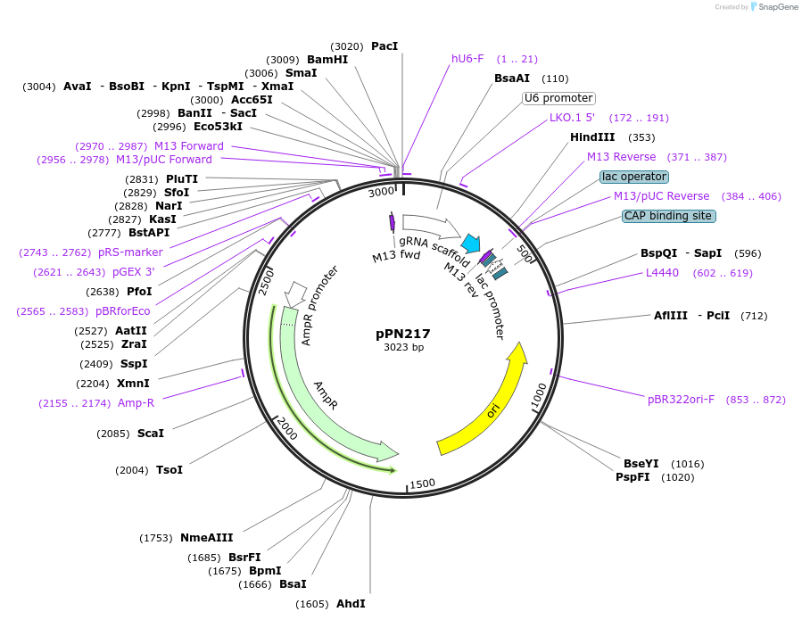 91676-plasmid-map-sequence-id-180539