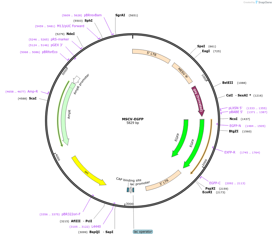 91975-plasmid-map-sequence-id-180552