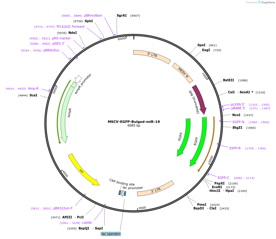 91976-plasmid-map-sequence-id-180553