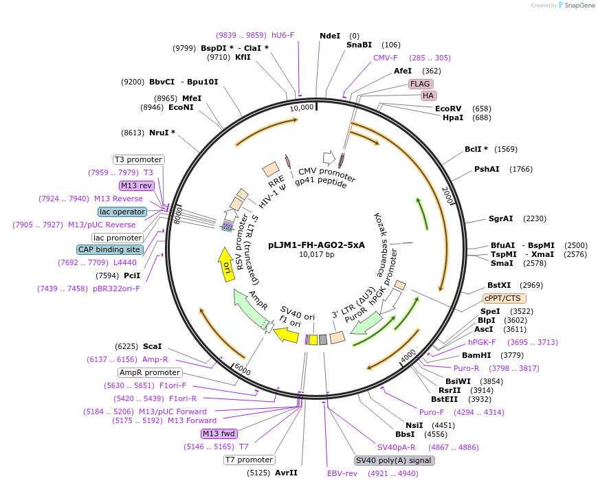 91979-plasmid-map-sequence-id-180559